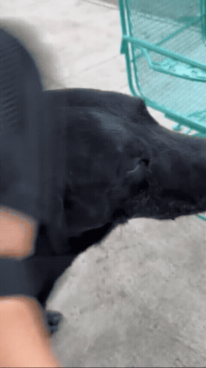 Lumi Glove™ Pet Hair Remover