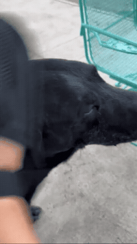 Lumi Glove™ Pet Hair Remover